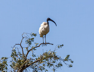 Wall Mural - ibis