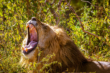 Canvas Print - Lion