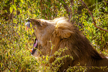 Wall Mural - Lion