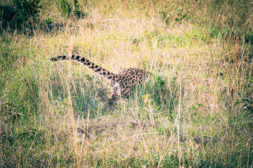 Wall Mural - cheetah in the savannah