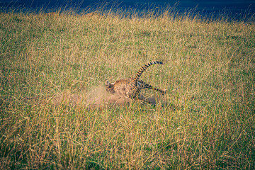 Wall Mural - cheetah in the savannah