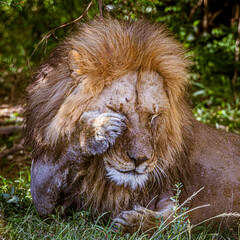 Wall Mural - lion