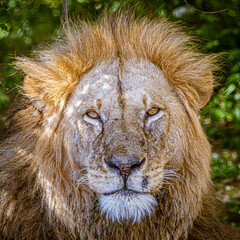 Canvas Print - portrait of a lion