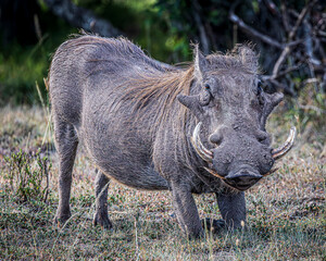 Wall Mural - warthog in the savannah