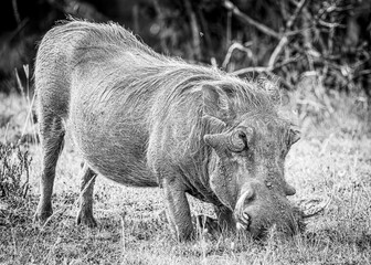 Wall Mural - warthog in the savannah