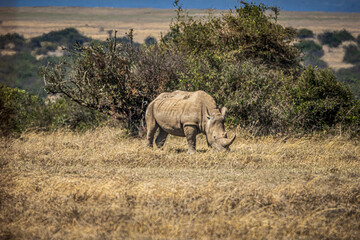 Wall Mural - rhino in the savannah