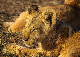 Wall Mural - lion cub in the grass