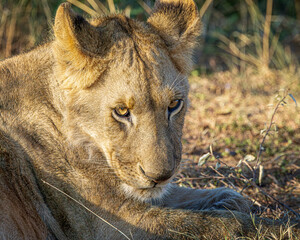 Canvas Print - lioness in the grass