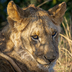 Canvas Print - Lion