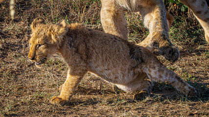 Canvas Print - lions