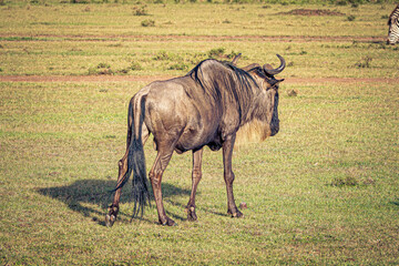 Poster - Wildebeest