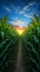 A path in the middle of a corn field