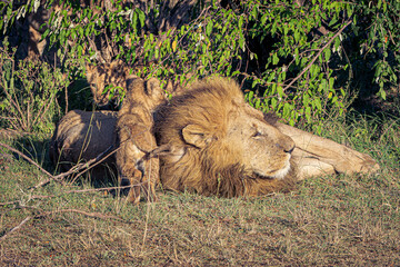 Wall Mural - lions