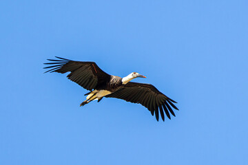 Poster - vulture in flight