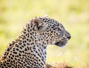 Wall Mural - portrait of a leopard