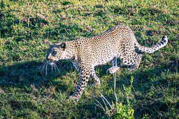 Poster - leopard in the grass