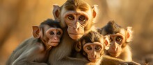 Close Ties Of Monkey Families. Wildlife Of Monkeys
