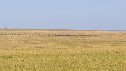 Canvas Print - herd of buffalos