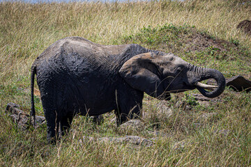 Poster - elephant in the savannah