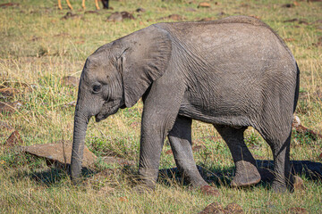 Wall Mural - elephant in the savannah