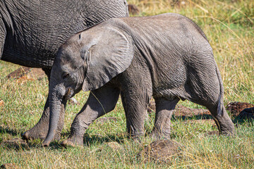 Wall Mural - elephant in the savannah