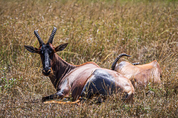 Sticker - topi in the savannah