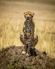 Poster - cheetah in the savannah