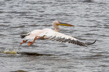 Poster - pelican in flight