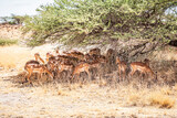 Fototapeta Sawanna - impala in the savannah