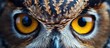 Zoomed-in view of owl's gaze