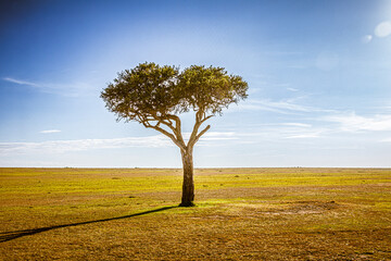 Poster - tree in the field