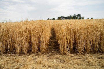 wheat grain crop in a field in a farm growing in rows. growing a crop in a of wheat seed heads mature ready to harvest. barley plants close up in the outback