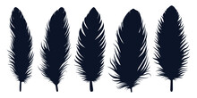 Bird Different Types Feathers Silhouettes Vector Art