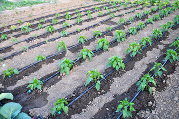 Wall Mural - Pepper cultivation using drip irrigation