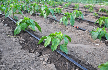 Wall Mural - Pepper cultivation using drip irrigation