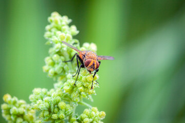 Wall Mural - exotic drosophila fruit fly diptera insect on plant.