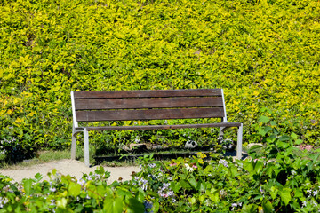 Wall Mural - A park bench on a narrow path in the park