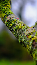 Green Red And Yellow Moss On A Tree Branch Close-up