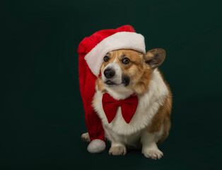 Sticker - portrait of a beautiful cute corgi dog in a long red Santa hat sitting in the studio against a green Christmas background