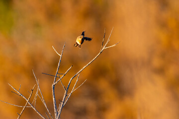 Wall Mural - Juvenile European stonechat (Saxicola rubicola) - small passerine bird with black and orange plumage
