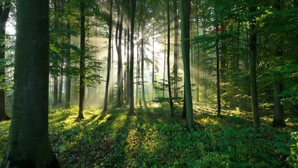 Wall Mural - morning in the forest