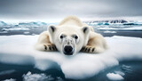 Fototapeta  - Ours polaire sur un Iceberg à la dérive