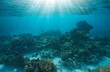 © dam - Coral reef with sunlight underwater seascape, natural scene, Pacific ocean, French Polynesia, Rangiroa, Tuamotus