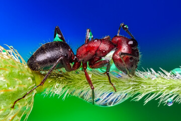 Wall Mural - Beautiful Strong jaws of red ant close-up