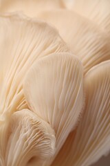 Fresh oyster mushrooms as background, macro view