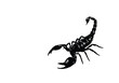 silhouette scorpion. vector illustration, poisons insects.