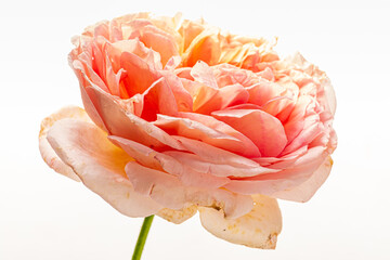 Canvas Print - Peach Fuzz rose on the white