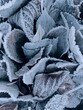 frozen winter texture close-up 