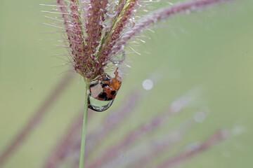 Wall Mural - A ladybug is foraging on a wild grass stem. This small insect has the scientific name Epilachna admirabilis.