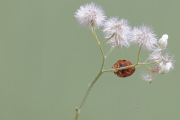 Wall Mural - A ladybug is foraging on wildflowers. This small insect has the scientific name Epilachna admirabilis.